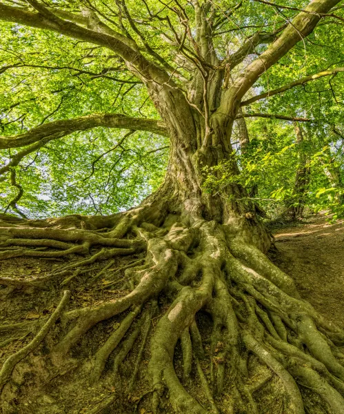 Tree Health Care